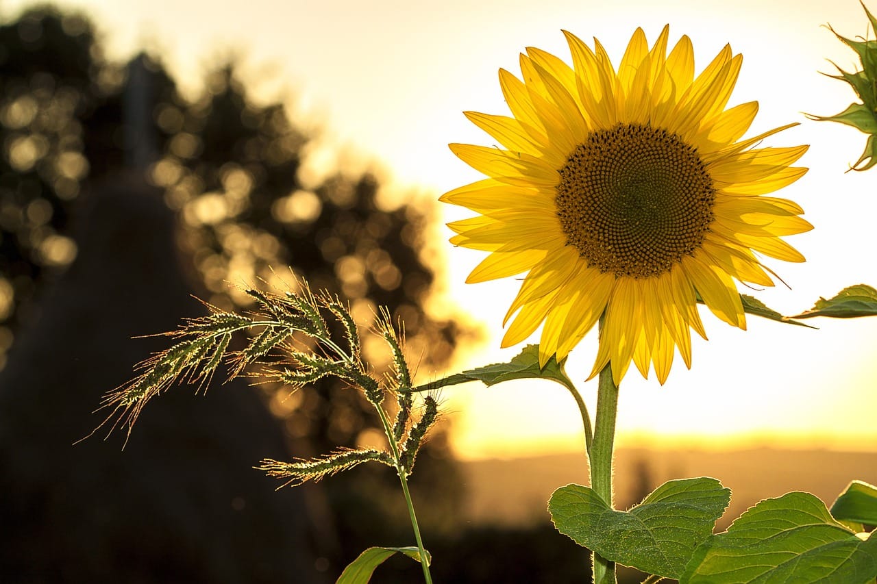 The Ultimate Green Flags in Your Soon-to-Be Husband or Wife